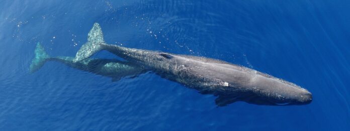 The Fascinating World of the spatula whale: A Traveler's Guide