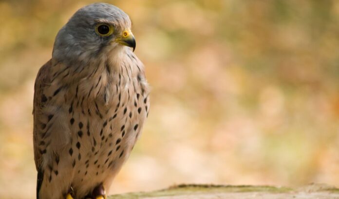 A Guide to Their Unique Characteristics european kestrel