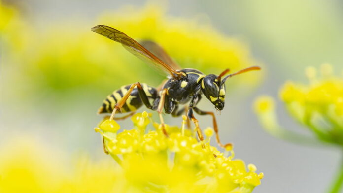 The Ultimate Guide how to get rid of yellow jackets