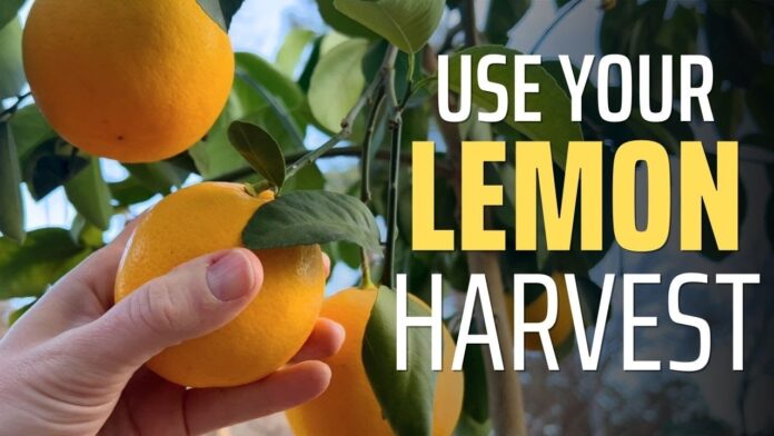 How to Make the Most of Your grove co. lemon Experience